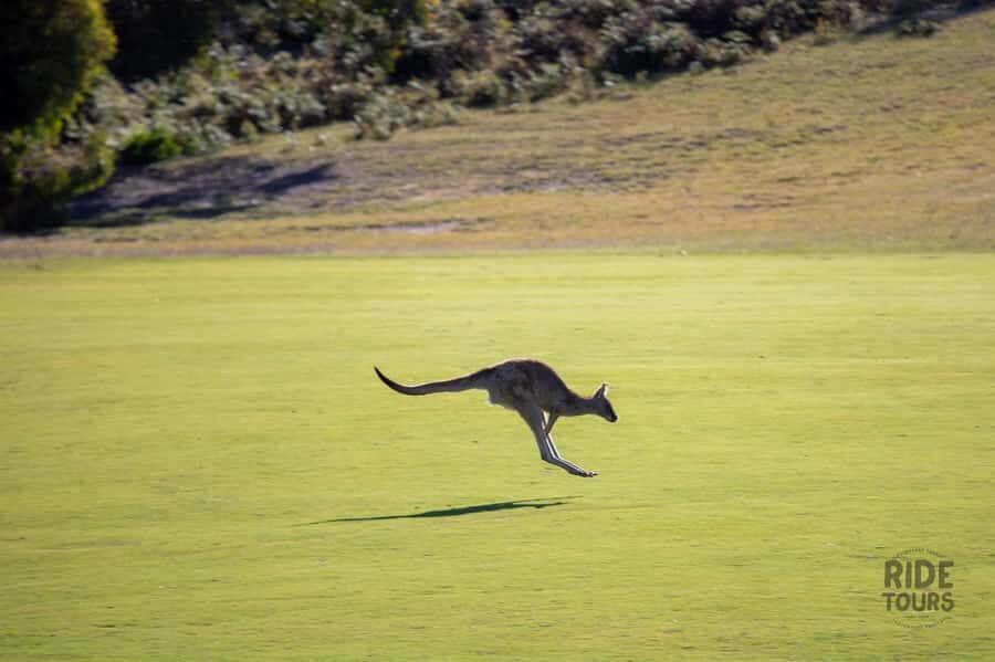 Melbourne: Great Ocean Road & Wildlife Tour for Backpackers - Price and Value: Is $91 Worth One Full Day?