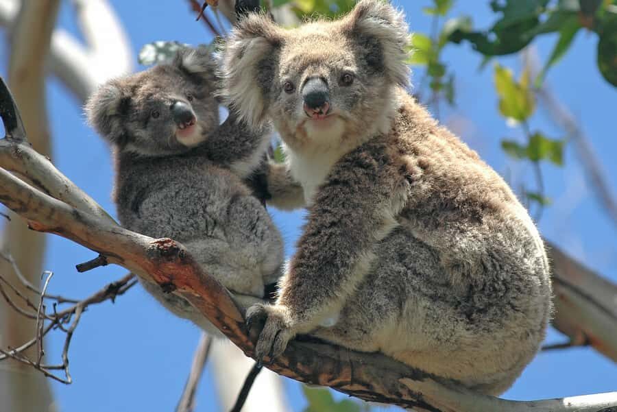 Melbourne: Healesville Sanctuary & Phillip Island Tour - Key Highlights You’ll Actually Care About