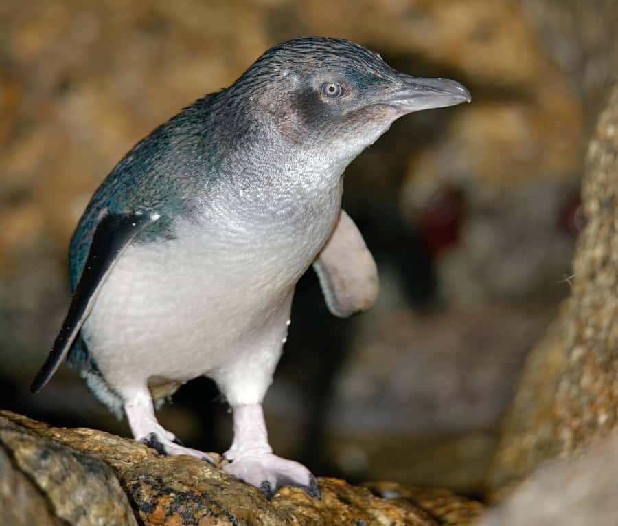 Melbourne: Healesville Sanctuary & Phillip Island Tour - Lunch at Healesville: Plan Your Timing and Budget