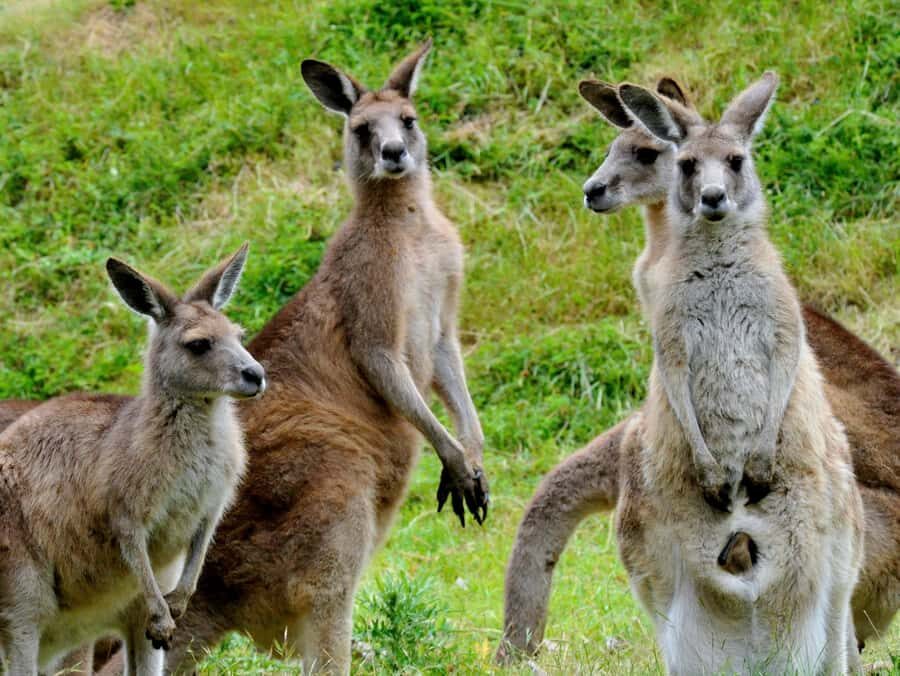Melbourne: Healesville Sanctuary & Phillip Island Tour - Flinders Chocolate Shop: The Small Stop That Keeps the Day Fun
