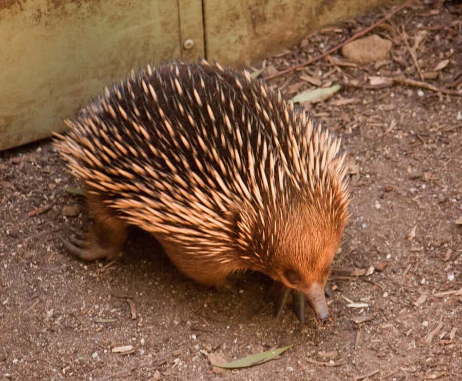 Melbourne: Healesville Sanctuary & Phillip Island Tour - Skip-the-Line Entry and Why It Matters