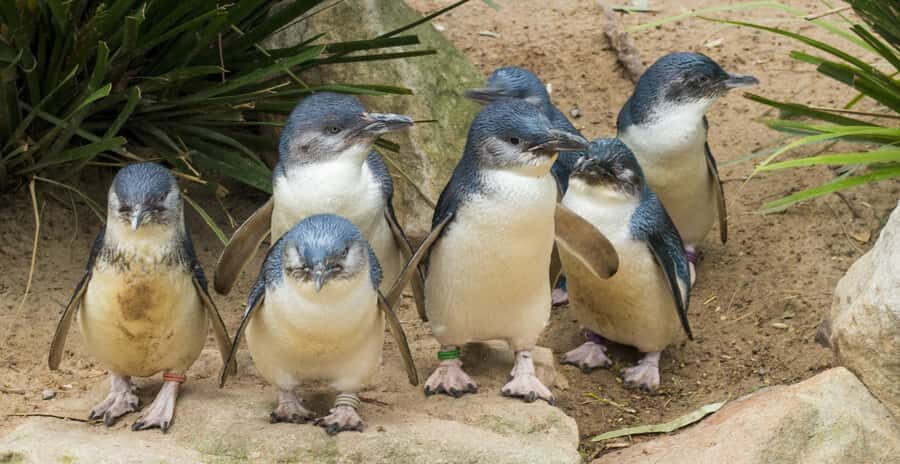 Melbourne: Healesville Sanctuary & Phillip Island Tour - The Melbourne Pickup and the Ride That Sets the Pace