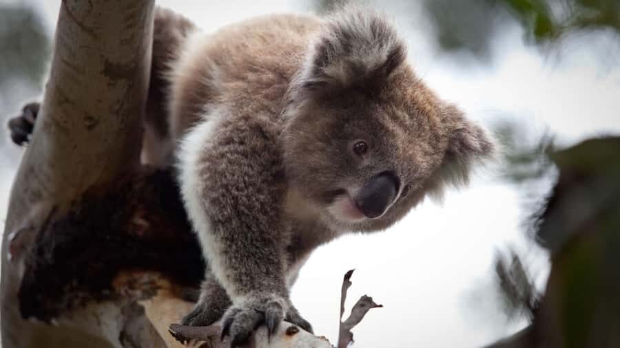 Melbourne: Moonlit Sanctuary and Brighton Beach Boxes Tour - Highlights You’ll Actually Care About
