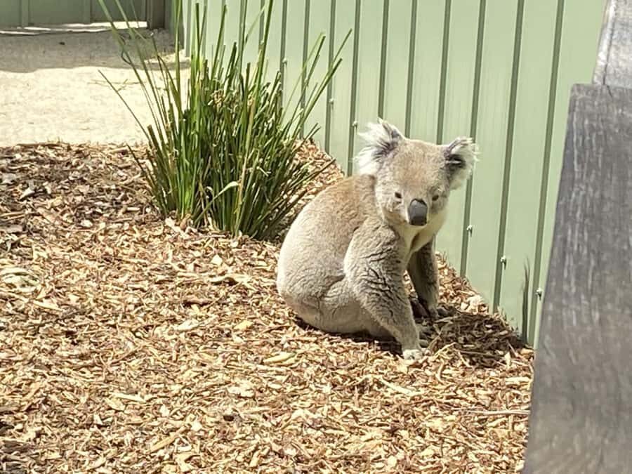 Melbourne: Moonlit Sanctuary and Brighton Beach Boxes Tour - Price and value: $73 for two icons plus transport