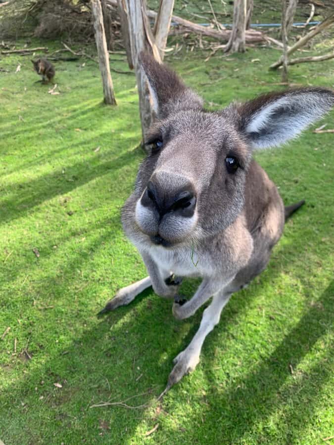 Melbourne: Moonlit Sanctuary and Brighton Beach Boxes Tour - Moonlit Sanctuary: 2 hours where koalas and kangaroos steal the show