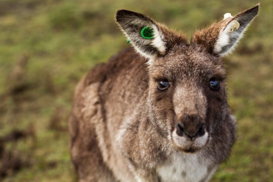 Melbourne: Mornington Peninsula & Hot Springs Tour 8 pax max - Price and Value: Is $184 Worth It?