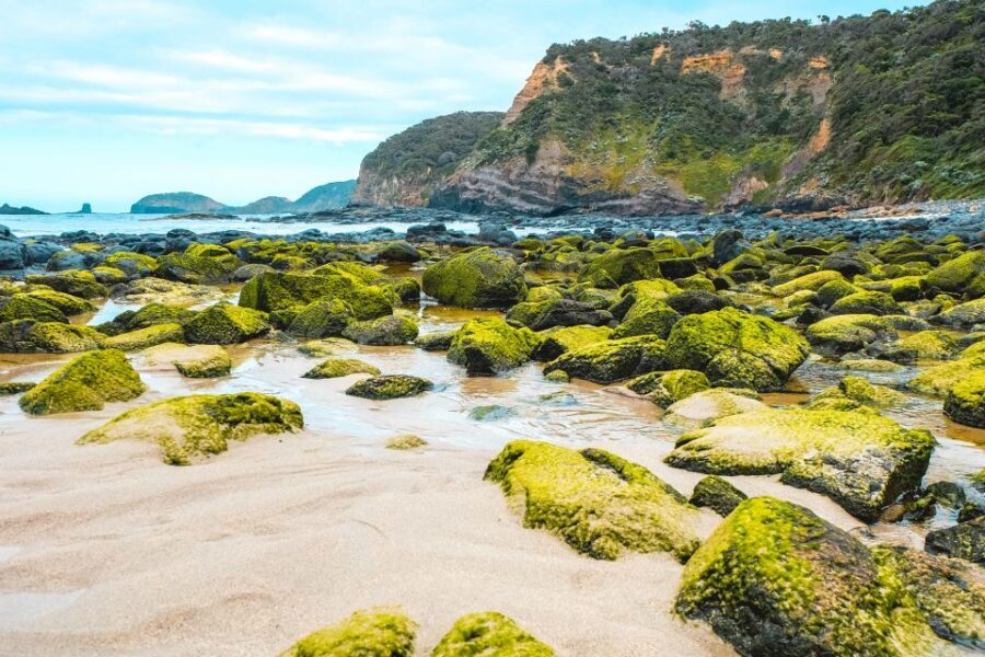 Melbourne: Mornington Peninsula & Hot Springs Tour 8 pax max - Small-Group Comfort: The VW Caravelle and a Guide Who Sets the Tone