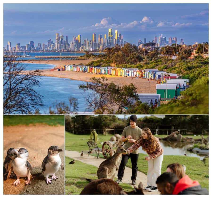 Melbourne: Penguin Parade , Koala & Brighton Bathing Boxes - The Nobbies at Phillip Island: rocky views plus seal colony spotting