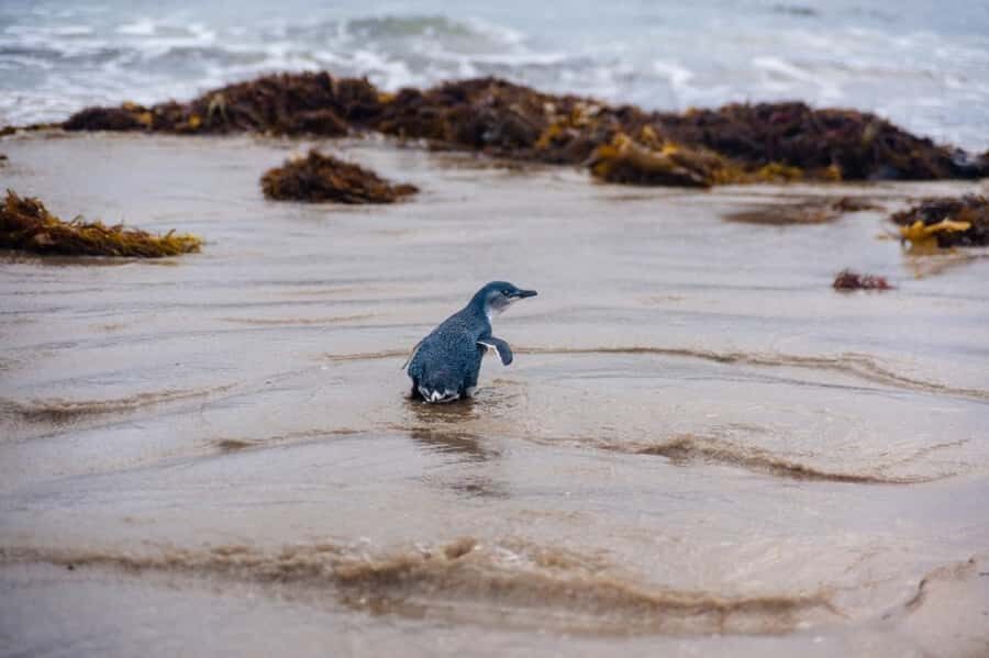 Melbourne: Penguin Parade & Phillip Island Scenic Day Tour - Melbourne to Phillip Island: a 10-hour plan that doesn’t waste daylight