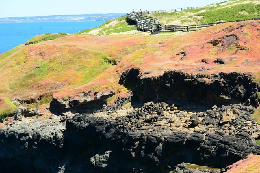 Melbourne: Penguin Parade & Phillip Island Scenic Day Tour - Should you book the Melbourne to Phillip Island Penguin Parade tour?