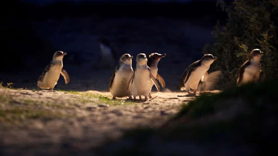 Melbourne: Penguin Parade Tour with Puffing Billy Train Ride - Comfort and rules: small details that can change your experience