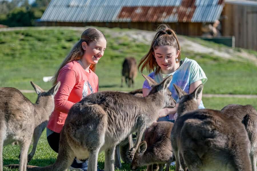 Melbourne: Penguin Parade Tour with Puffing Billy Train Ride - The long day logic: timing, coach rides, and where you lose time