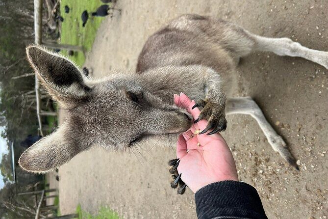 Melbourne Penguin Tour & Wildlife kangaroos koala Emu Tasi Devil - Lunch break plus extra roaming time: when you can breathe