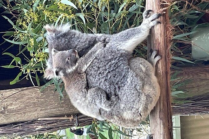 Melbourne Penguin Tour & Wildlife kangaroos koala Emu Tasi Devil - Getting there from 400 Flinders St without stress