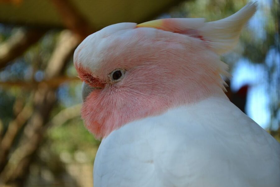 Melbourne: Peninsula Nature Private Day Trip with Dinner - How to get the most out of your day