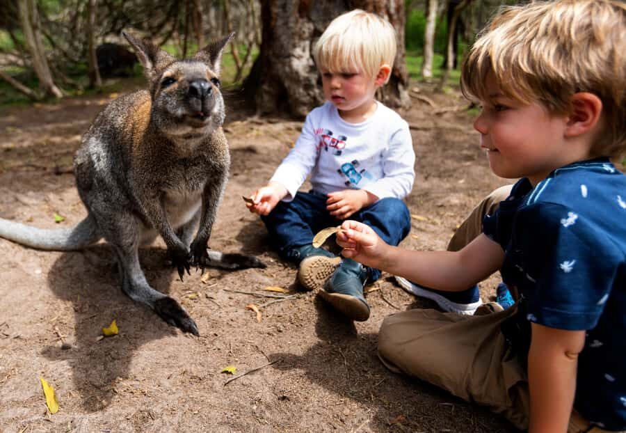 Melbourne: Peninsula Nature Private Day Trip with Dinner - A VIP-style peninsula day, built around animals and views
