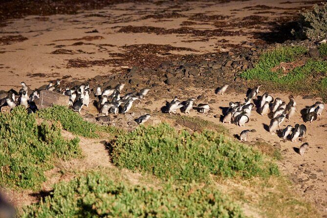 Melbourne Phillip Island 1 Day Tour - Cowes stop: a breather with beaches, jetty vibes, and snacks