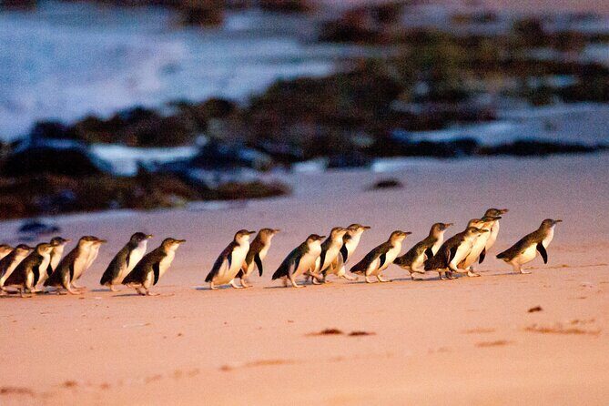 Melbourne Phillip Island 1 Day Tour - Penguin Parade at Summerland Beach: how to get the best viewing