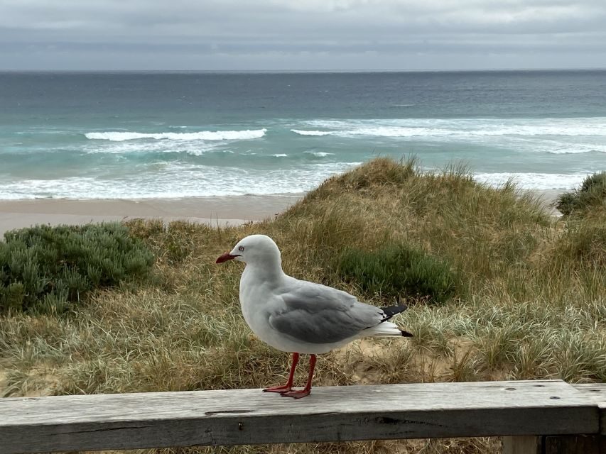 Melbourne: Phillip Island Tour & Penguin Parade - Penguin Parade Platform: How to Have the Best Evening Watch