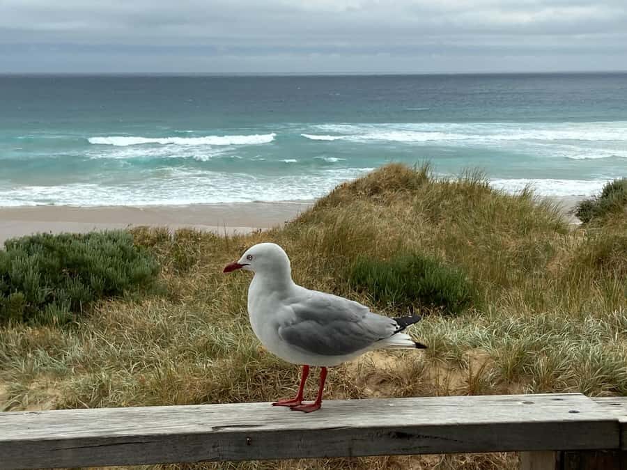 Melbourne: Phillip Island Tour & Penguin Parade - Price and Value: Is $113 Worth It for a 9-Hour Wildlife + Penguin Day?