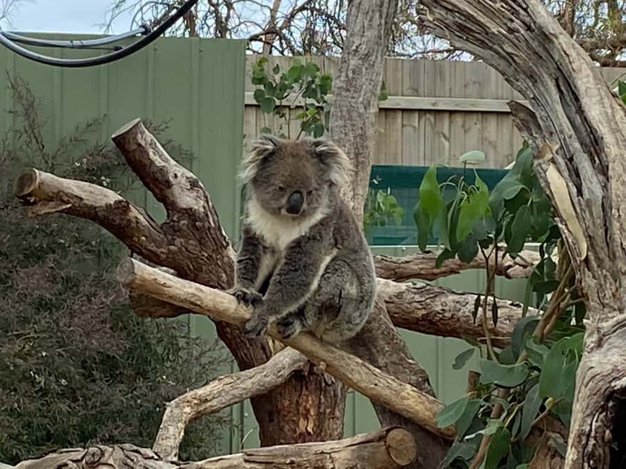 Melbourne: Phillip Island Tour & Penguin Parade - Should You Book This Phillip Island Penguin Parade Tour?