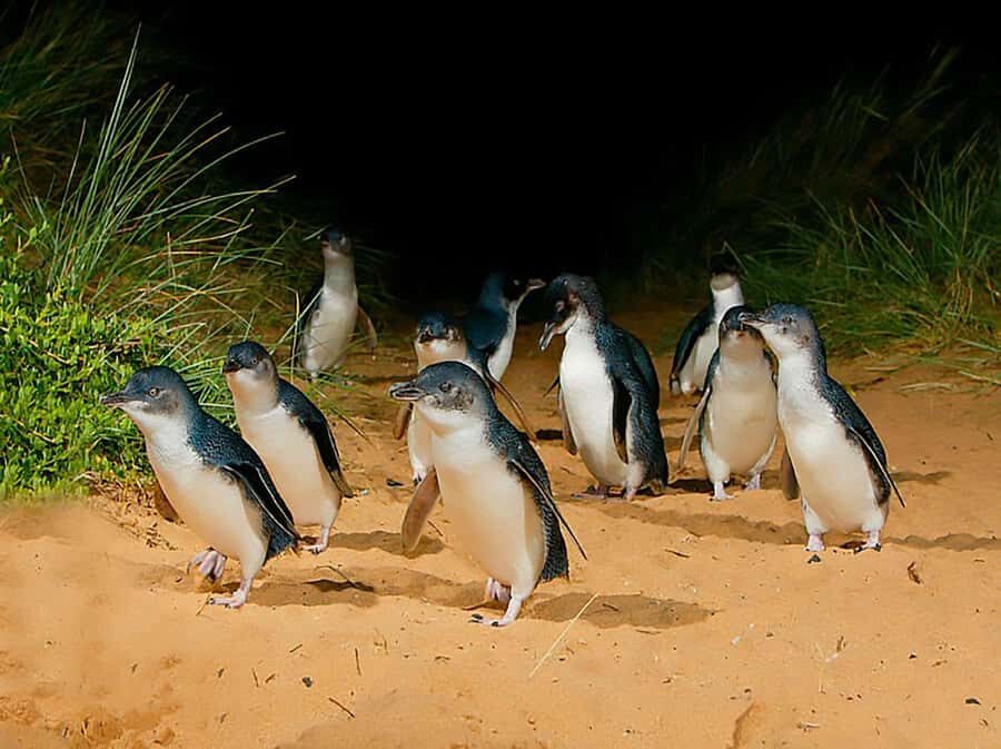 Melbourne: Phillip Island Tour w/ Hop-on Bus or Seal Cruise - From Arts Centre Melbourne to Phillip Island, the day starts easy
