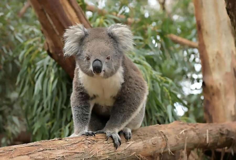 Melbourne: Phillip Island Tour w/ Hop-on Bus or Seal Cruise - The Nobbies Golden Hour: sparkling wine, boardwalk views, and dramatic coastlines