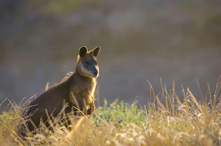 Melbourne: Phillip Island Tour w/ Hop-on Bus or Seal Cruise - What to bring (and what to leave for later)