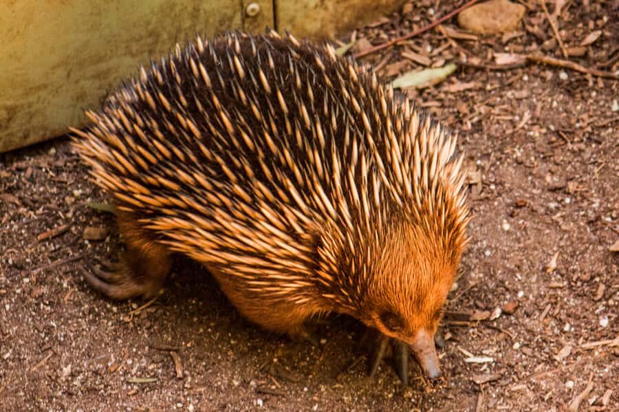 Melbourne: Puffing Billy & Healesville Sanctuary Scenic Tour - Key Things That Make This Tour Worth Your Time