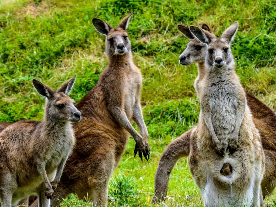 Melbourne: Puffing Billy & Healesville Sanctuary Scenic Tour - Who this tour suits best (and who should rethink it)