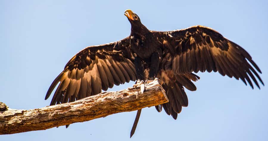 Melbourne: Puffing Billy & Healesville Sanctuary Scenic Tour - Price and timing: is $162 good value for an 8-hour loop?