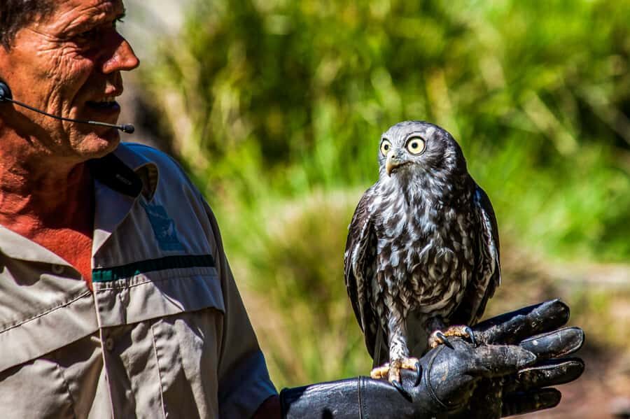 Melbourne: Puffing Billy & Healesville Sanctuary Scenic Tour - Getting picked up in central Melbourne (and why it matters)