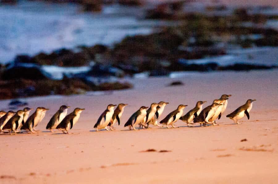 Melbourne: Puffing Billy Penguin Parade Brighton Boxes Tour - Key highlights worth circling
