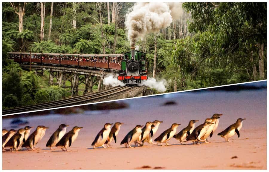 Melbourne: Puffing Billy Railway & Penguin Parade Day Tour - Key things to know before you go