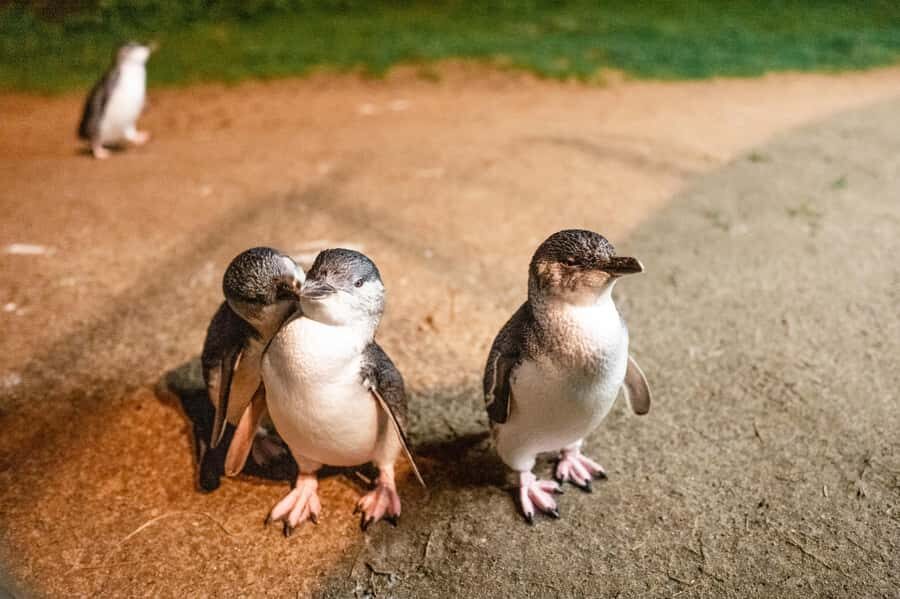 Melbourne: Puffing Billy Railway & Penguin Parade Day Tour - The Nobbies boardwalk and blowholes: a cliff-top photo break that’s worth the short stop