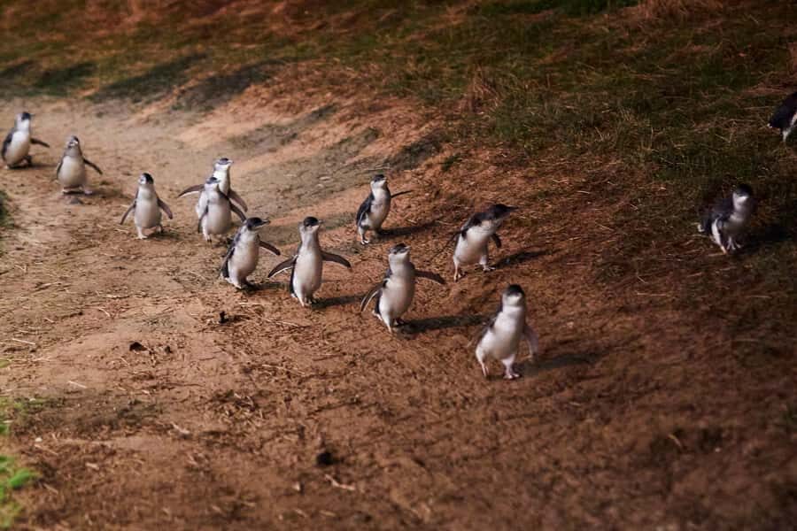 Melbourne: Puffing Billy Railway & Penguin Parade Day Tour - Price and value at about $145: what you’re really paying for