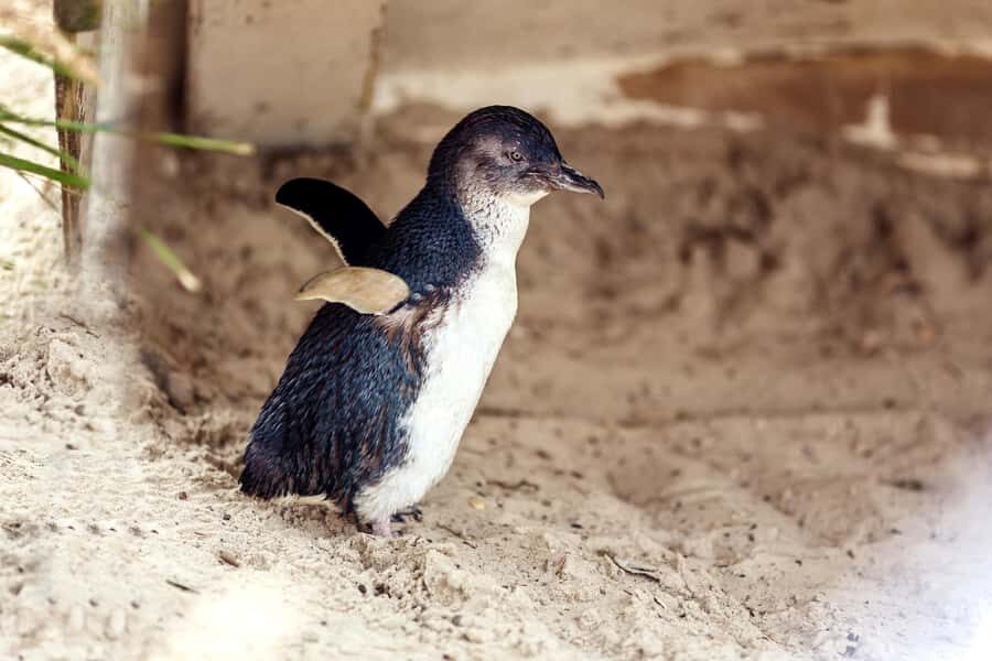 Melbourne: Puffing Billy Steam Train & Penguin Parade Tour - From Melbourne pickup to Rainbow Huts (or Maru Koala)
