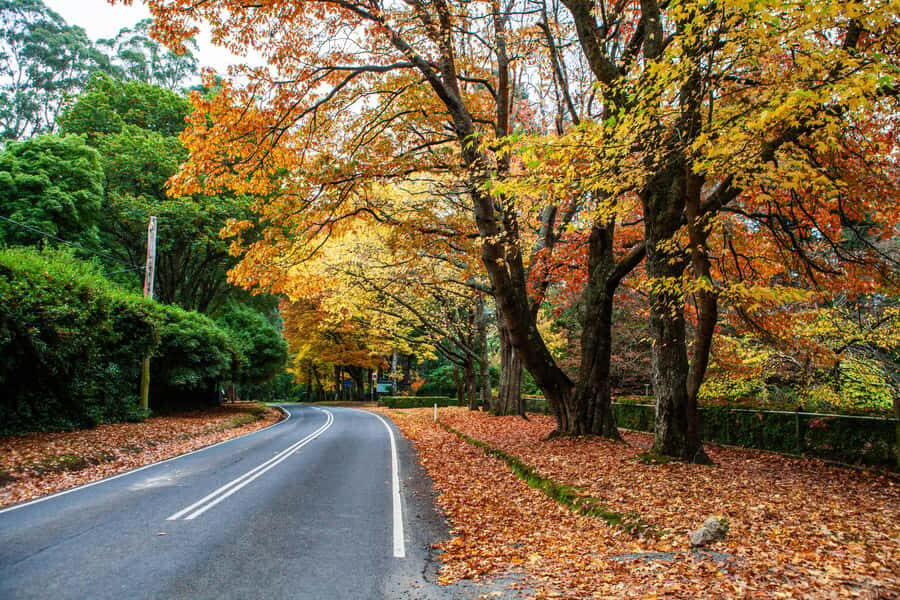 Melbourne: Puffing Billy Steam Train & Penguin Parade Tour - Maru Koala and Animal Park (optional): native animals vs. your values