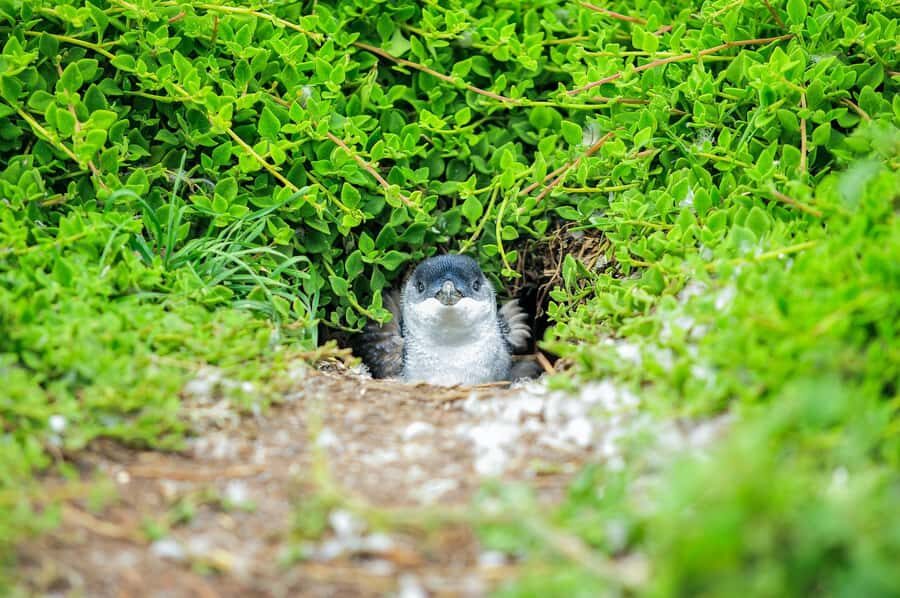 Melbourne: Puffing Billy Steam Train & Penguin Parade Tour - Coach comfort, meeting points, and guide support