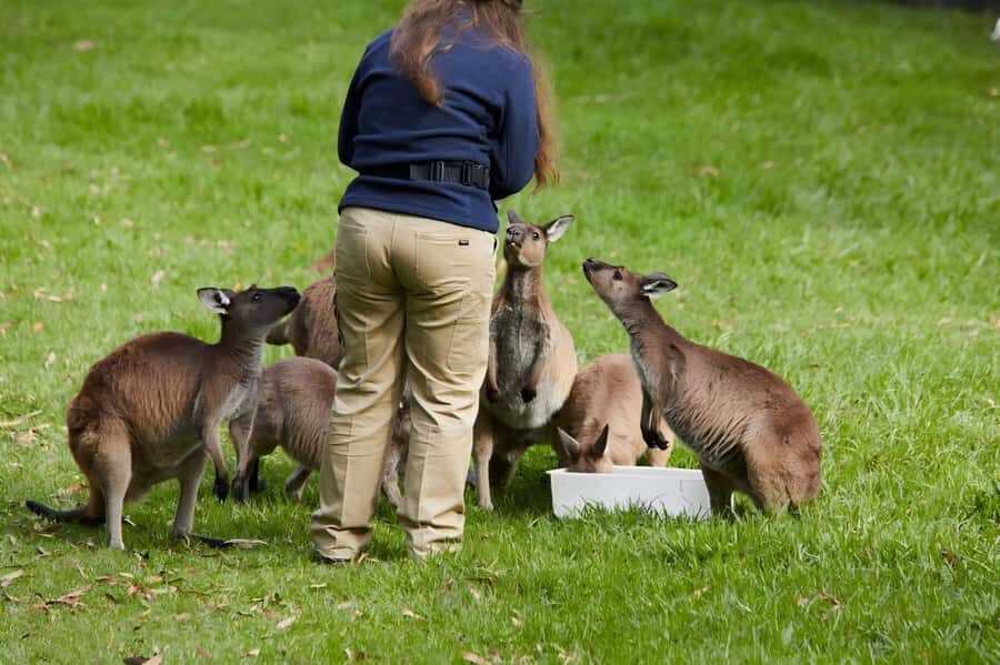 Melbourne: Puffing Billy Train & Healesville & Winery Tour - Picking your meeting point in Melbourne CBD