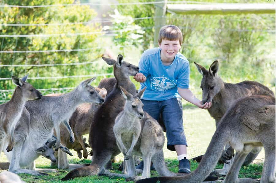 Melbourne: Puffing Billy Train & Penguin Island Excursion - Included comfort and small rules that affect the day