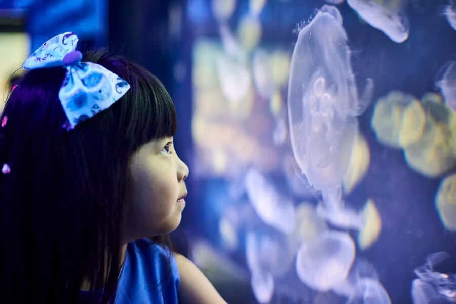 Melbourne: SEA LIFE Aquarium Entrance Ticket - Crowds, closures, and practical ways to save time