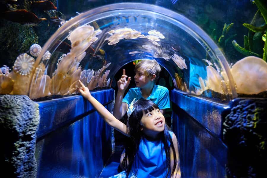 Melbourne: SEA LIFE Aquarium Entrance Ticket - Bay of Rays and the Oceanarium: plan your route around feedings