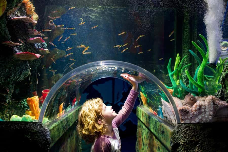 Melbourne: SEA LIFE Aquarium Entrance Ticket - Jellyfish in Ocean Invaders and the “learn while you wander” style