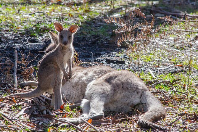 Melbourne to Adelaide 3-Day Great Ocean Road & Grampians Tour - Day 2: Tower Hill wildlife, Halls Gap, and the Pinnacle hike