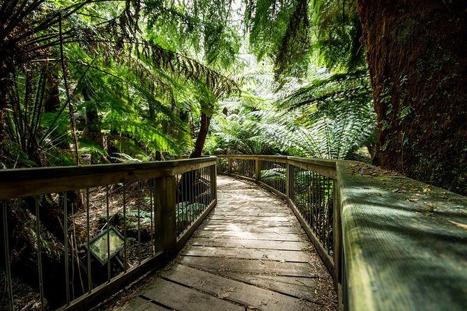 Melbourne to Adelaide: 3-Day Great Ocean Road Grampians Tour - Day 1: Melbourne to Warrnambool for 12 Apostles and a rainforest walk