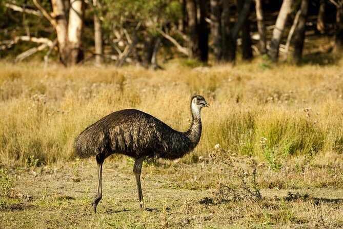 Melbourne to Adelaide 3 Day Tour via Great Ocean Road & Grampians - Wildlife chances: what’s realistic and what to look for