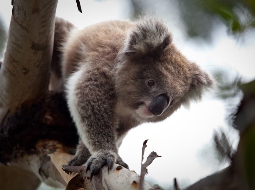 Melbourne Unlimited Attractions pass - Wildlife Plan: Melbourne Zoo, Werribee Open Range Zoo, and Healesville Sanctuary
