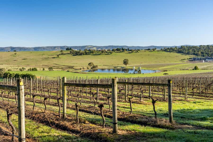Melbourne: Yarra Valley Wine, Cider, Gin, Beer, & Choc Tour - Yering Farm Wines: the boutique start (and why cider shows up)