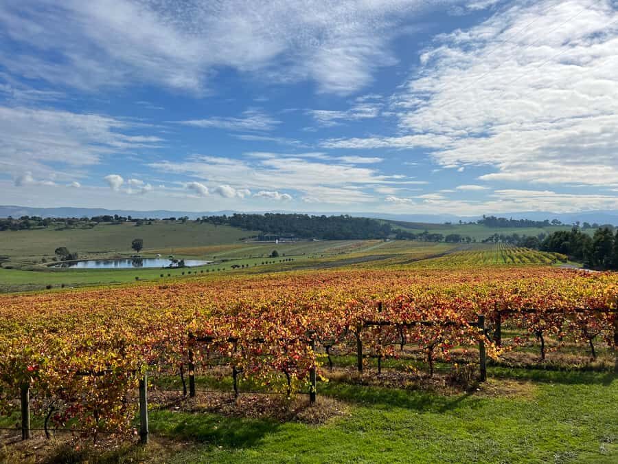 Melbourne: Yarra Valley Wine Tour + Lunch & Gin/Beer Option - Stop 4: Payten and Jones, Plus the Gin/Beer Swap Choice